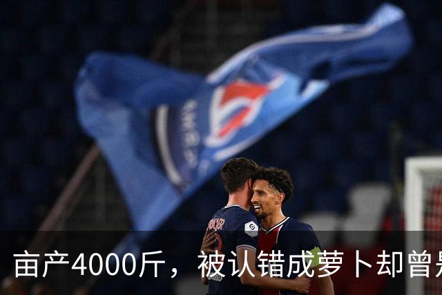 亩产4000斤，被认错成萝卜却曾是“救命粮”，如今成我国出口名蔬
